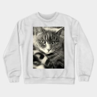 Kitteh Gets Her Daydream On Crewneck Sweatshirt